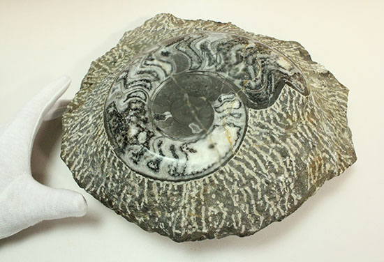 堂々サイズの初期型ゴニアタイト、モロッコ産５キロオーバー標本です。（その14）
