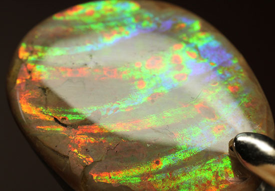 希少色青も見られる、虹色が現れるアンモナイトペンダントトップ(Ammonite)(その3)