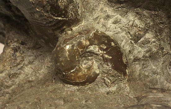 昭和の真っ只中に採取された北海道アンモナイト立体良質標本(その10)