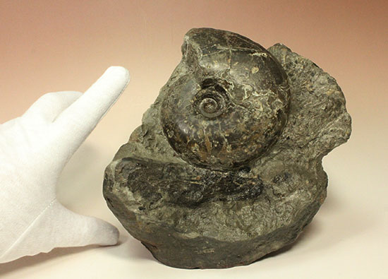 昭和の真っ只中に採取された北海道アンモナイト立体良質標本（その15）
