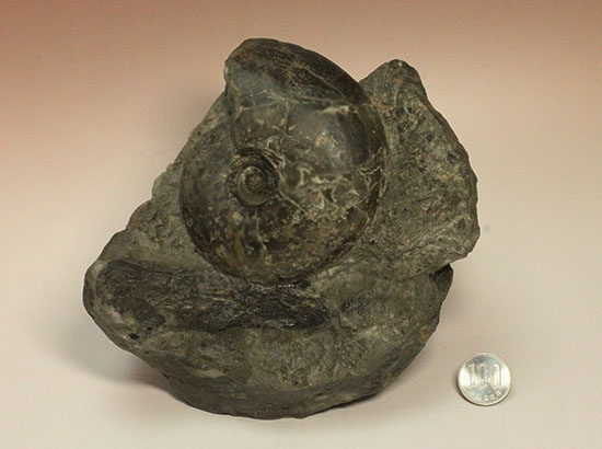 昭和の真っ只中に採取された北海道アンモナイト立体良質標本（その18）