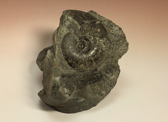 昭和の真っ只中に採取された北海道アンモナイト立体良質標本（その3）