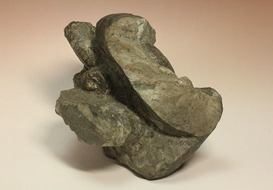昭和の真っ只中に採取された北海道アンモナイト立体良質標本（その4）