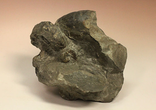 昭和の真っ只中に採取された北海道アンモナイト立体良質標本（その5）