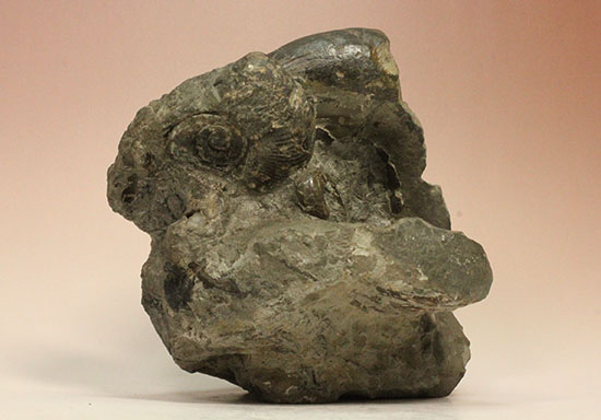 昭和の真っ只中に採取された北海道アンモナイト立体良質標本（その6）