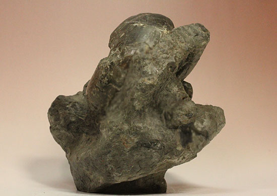 昭和の真っ只中に採取された北海道アンモナイト立体良質標本（その7）