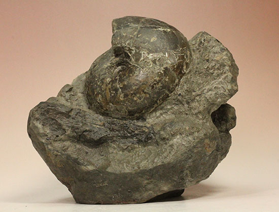 昭和の真っ只中に採取された北海道アンモナイト立体良質標本（その8）