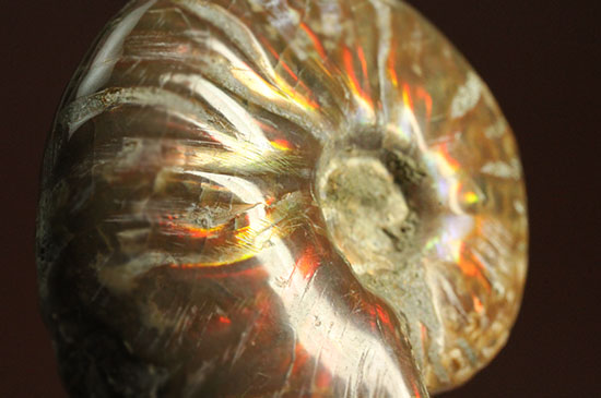 赤、オレンジを中心に両面輝きます！光るアンモナイト(Ammonite)（その10）