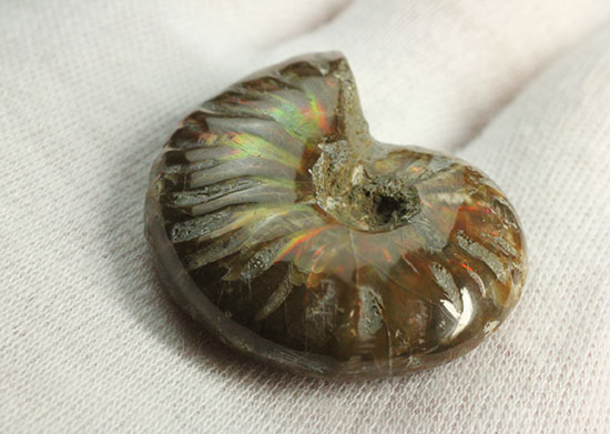 赤、オレンジを中心に両面輝きます！光るアンモナイト(Ammonite)（その12）