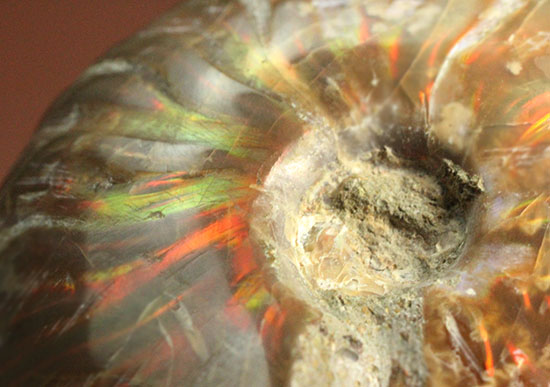 赤、オレンジを中心に両面輝きます！光るアンモナイト(Ammonite)（その13）