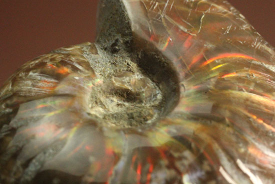 赤、オレンジを中心に両面輝きます！光るアンモナイト(Ammonite)（その14）
