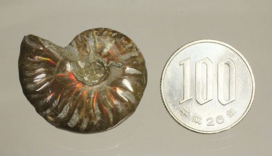 赤、オレンジを中心に両面輝きます！光るアンモナイト(Ammonite)（その15）