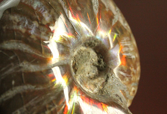 赤、オレンジを中心に両面輝きます！光るアンモナイト(Ammonite)（その3）