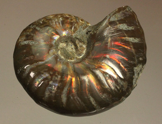 赤、オレンジを中心に両面輝きます！光るアンモナイト(Ammonite)（その4）