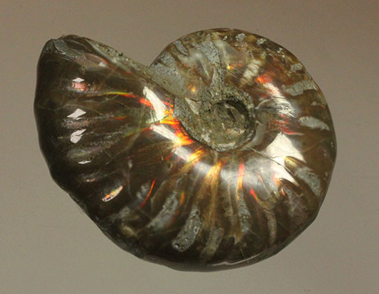 赤、オレンジを中心に両面輝きます！光るアンモナイト(Ammonite)（その5）