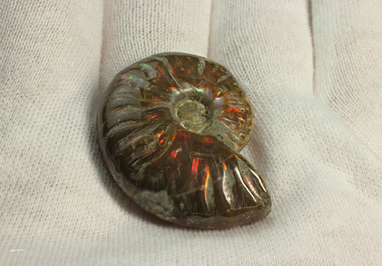 赤、オレンジを中心に両面輝きます！光るアンモナイト(Ammonite)（その7）
