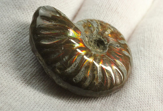 赤、オレンジを中心に両面輝きます！光るアンモナイト(Ammonite)（その8）