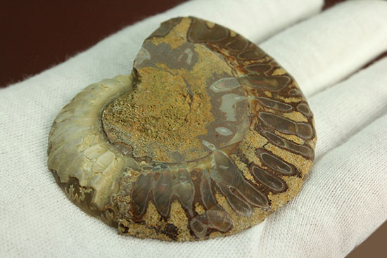 柔らかな色合いの断面を有する、ハーフカットアンモナイト(Ammonite)（その10）
