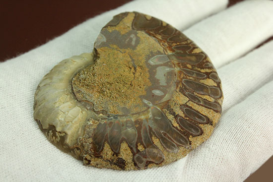 柔らかな色合いの断面を有する、ハーフカットアンモナイト(Ammonite)(その10)
