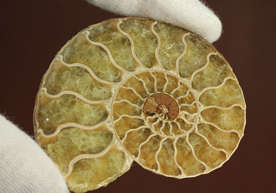 柔らかな色合いの断面を有する、ハーフカットアンモナイト(Ammonite)(その11)