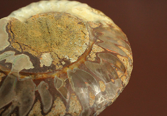 柔らかな色合いの断面を有する、ハーフカットアンモナイト(Ammonite)（その12）