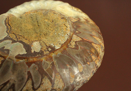 柔らかな色合いの断面を有する、ハーフカットアンモナイト(Ammonite)(その12)