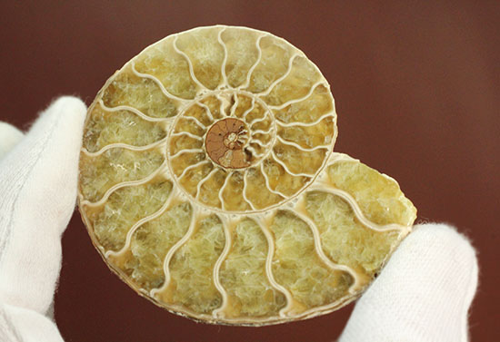 柔らかな色合いの断面を有する、ハーフカットアンモナイト(Ammonite)(その14)