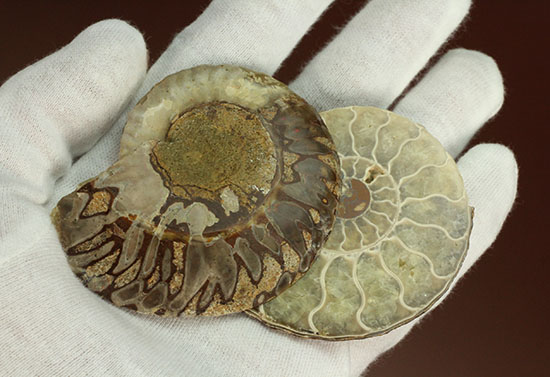 柔らかな色合いの断面を有する、ハーフカットアンモナイト(Ammonite)(その15)