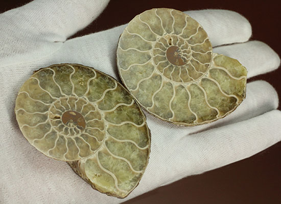 柔らかな色合いの断面を有する、ハーフカットアンモナイト(Ammonite)(その17)