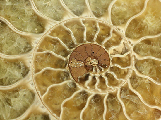 柔らかな色合いの断面を有する、ハーフカットアンモナイト(Ammonite)(その18)