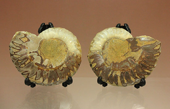 柔らかな色合いの断面を有する、ハーフカットアンモナイト(Ammonite)(その4)