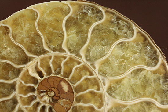 柔らかな色合いの断面を有する、ハーフカットアンモナイト(Ammonite)（その5）