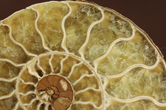 柔らかな色合いの断面を有する、ハーフカットアンモナイト(Ammonite)(その5)