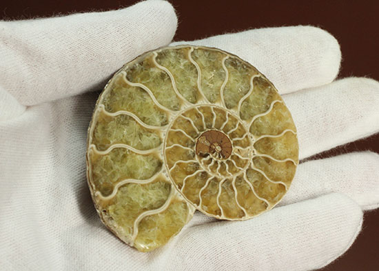 柔らかな色合いの断面を有する、ハーフカットアンモナイト(Ammonite)(その7)