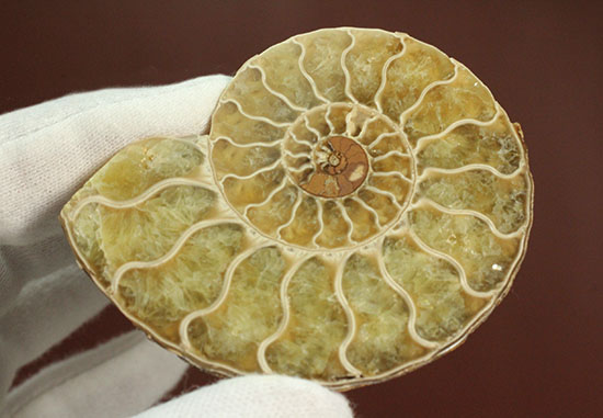 柔らかな色合いの断面を有する、ハーフカットアンモナイト(Ammonite)(その8)