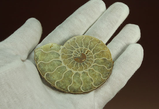 柔らかな色合いの断面を有する、ハーフカットアンモナイト(Ammonite)(その9)