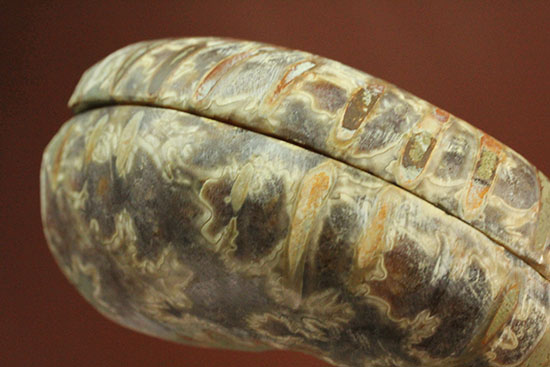 スタイリッシュな印象のスライスアンモナイト、明瞭かつ太い隔壁ライン(Ammonite)（その16）