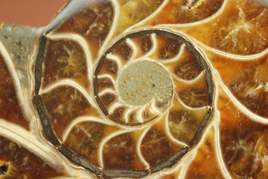 スタイリッシュな印象のスライスアンモナイト、明瞭かつ太い隔壁ライン(Ammonite)（その2）