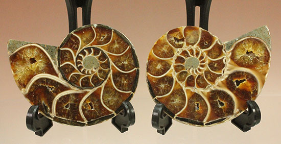 スタイリッシュな印象のスライスアンモナイト、明瞭かつ太い隔壁ライン(Ammonite)（その3）