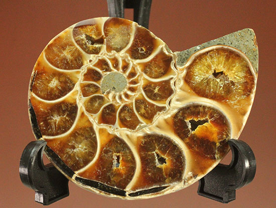 スタイリッシュな印象のスライスアンモナイト、明瞭かつ太い隔壁ライン(Ammonite)（その4）