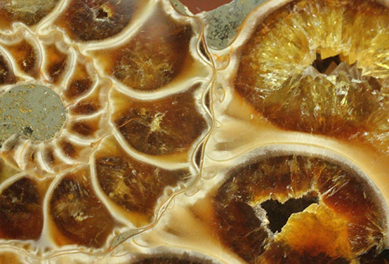 スタイリッシュな印象のスライスアンモナイト、明瞭かつ太い隔壁ライン(Ammonite)（その6）