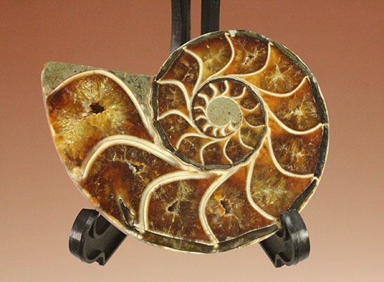 スタイリッシュな印象のスライスアンモナイト、明瞭かつ太い隔壁ライン(Ammonite)（その8）