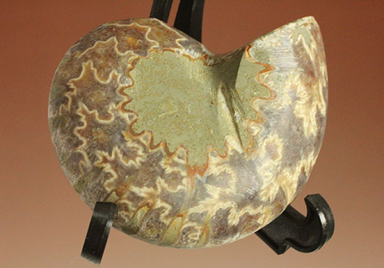 スタイリッシュな印象のスライスアンモナイト、明瞭かつ太い隔壁ライン(Ammonite)（その9）