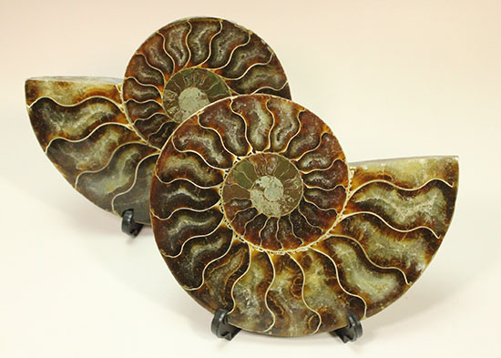 アンモナイトの内部構造がまるわかり！コレクション品として完成されたアンモナイトスライス標本(Ammonite)（その1）