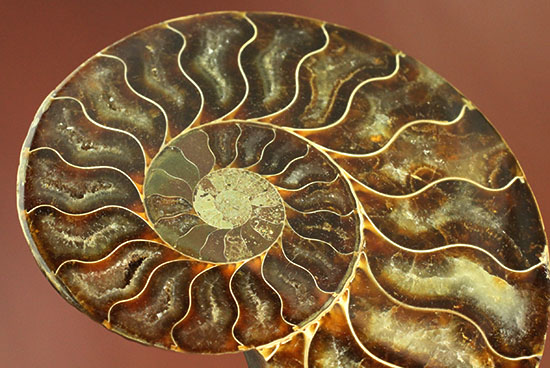 アンモナイトの内部構造がまるわかり！コレクション品として完成されたアンモナイトスライス標本(Ammonite)（その10）