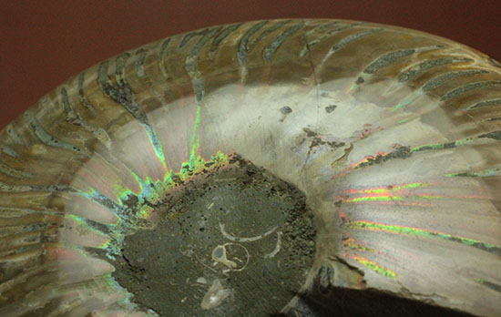 アンモナイトの内部構造がまるわかり！コレクション品として完成されたアンモナイトスライス標本(Ammonite)（その15）