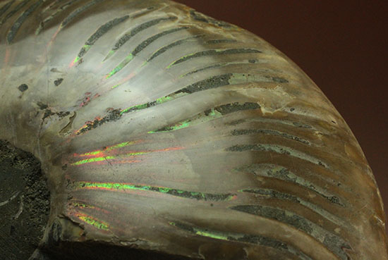 アンモナイトの内部構造がまるわかり！コレクション品として完成されたアンモナイトスライス標本(Ammonite)（その16）