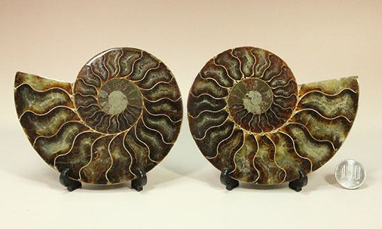 アンモナイトの内部構造がまるわかり！コレクション品として完成されたアンモナイトスライス標本(Ammonite)（その17）