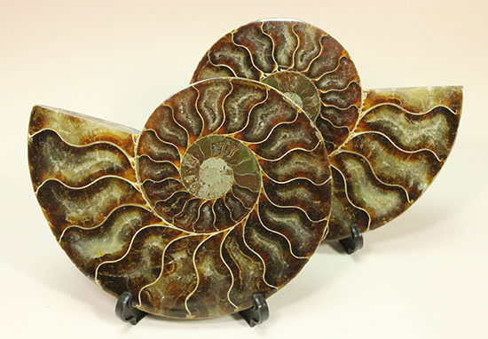 アンモナイトの内部構造がまるわかり！コレクション品として完成されたアンモナイトスライス標本(Ammonite)（その2）