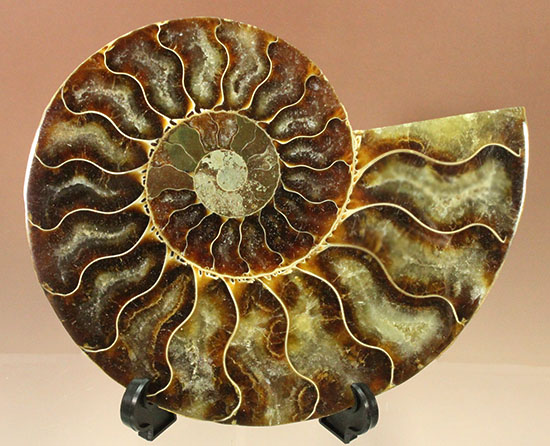 アンモナイトの内部構造がまるわかり！コレクション品として完成されたアンモナイトスライス標本(Ammonite)（その4）